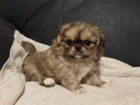 Lovely, a female Pekingese for sale in Harper, KS – 1 of 4