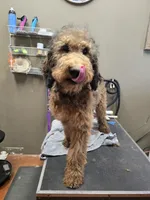 Dolly, a female Poodle - Standard  for sale in Harper, KS – 2 of 2