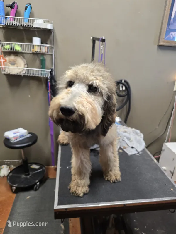Buz – Poodle - Standard  puppy for sale in Harper, KS
