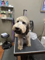 Buz, a male Poodle - Standard  for sale in Harper, KS – 1 of 2