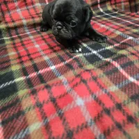 Chub, a male Pug for sale in Harper, KS – Photo 2 of 3