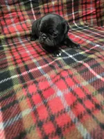 Chub, a male Pug for sale in Harper, KS – Photo 2 of 3