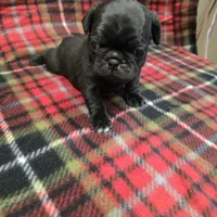 Chub, a male Pug for sale in Harper, KS – Photo 1 of 3