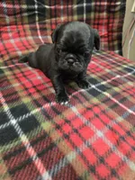 Chub, a male Pug for sale in Harper, KS – Photo 1 of 3
