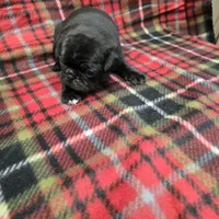 Chub, a male Pug for sale in Harper, KS – Photo 3 of 3