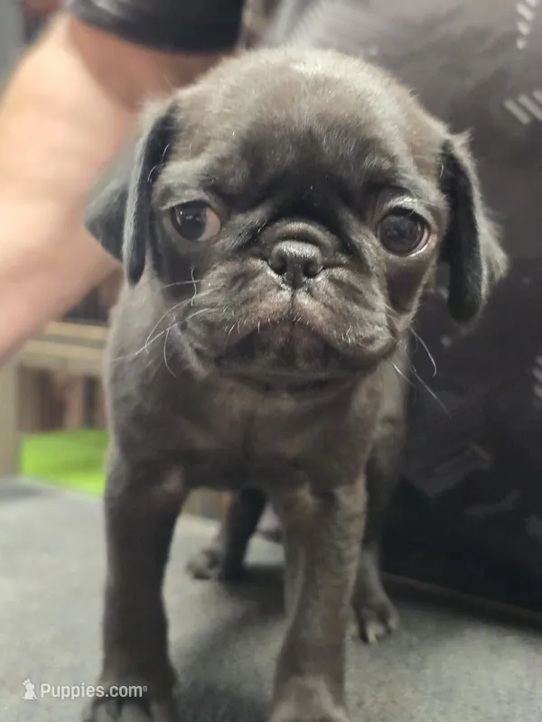 Sparkle – Pug puppy for sale in Harper, KS