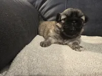 Izzy, a female Pekingese for sale in Harper, KS – 2 of 5
