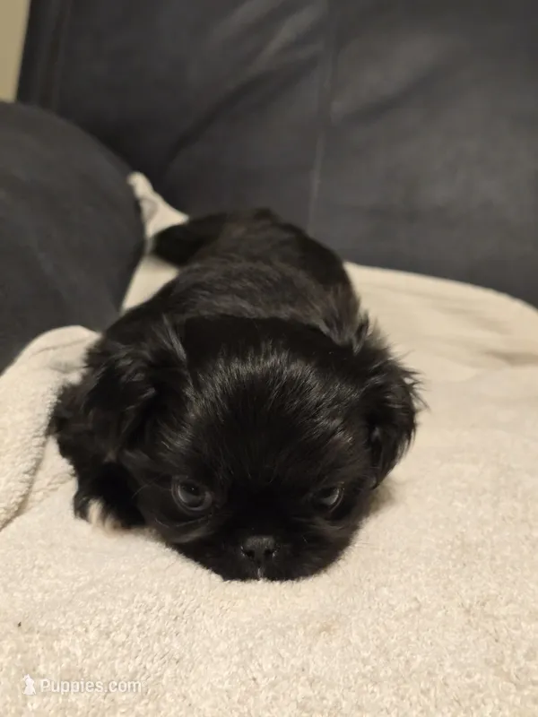 Blackie – Pekingese puppy for sale in Harper, KS