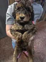 Jaz, a female Poodle - Standard  for sale in Harper, KS – 3 of 3