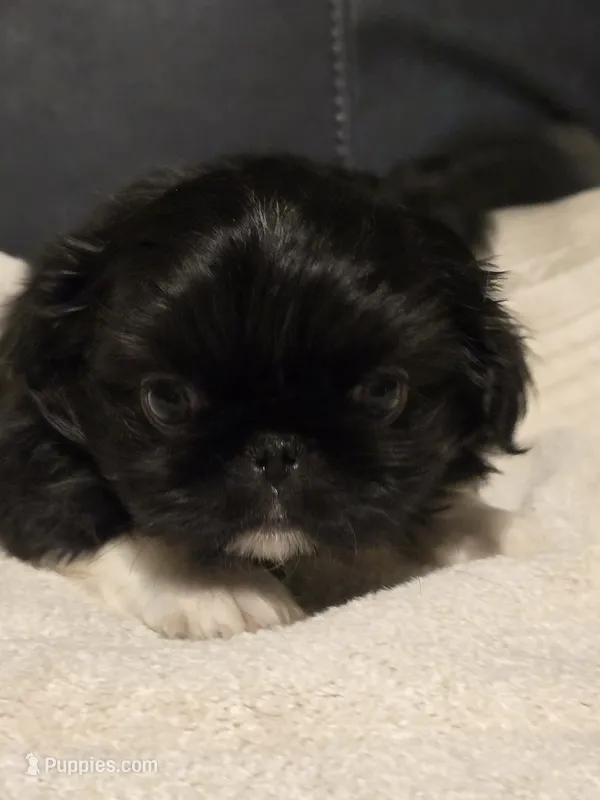 Tip – Pekingese puppy for sale in Harper, KS
