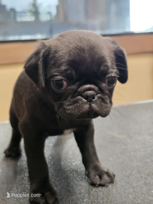Bluey – Pug puppy for sale in Harper, KS