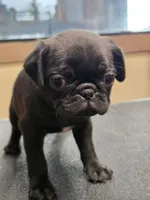 Bluey, a male Pug for sale in Harper, KS – 1 of 3
