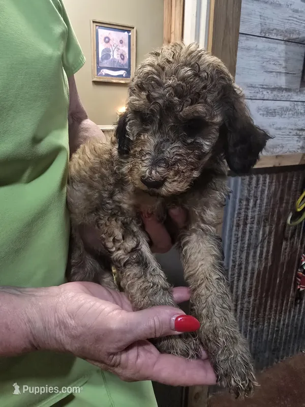 Prince – Poodle - Standard  puppy for sale in Harper, KS
