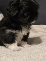 Tip, a male Pekingese for sale in Harper, KS – 4 of 4