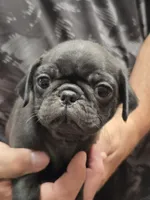 Blackie, a male Pug for sale in Harper, KS – 2 of 3