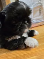 Tiny, a female Pekingese for sale in Harper, KS – Photo 1 of 3