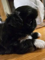 Tiny, a female Pekingese for sale in Harper, KS – Photo 2 of 3