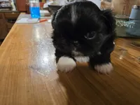 Tiny, a female Pekingese for sale in Harper, KS – Photo 3 of 3