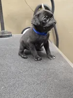 Blue, a male Pug for sale in Harper, KS – 2 of 2