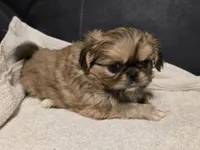 Lovely, a female Pekingese for sale in Harper, KS – 3 of 4