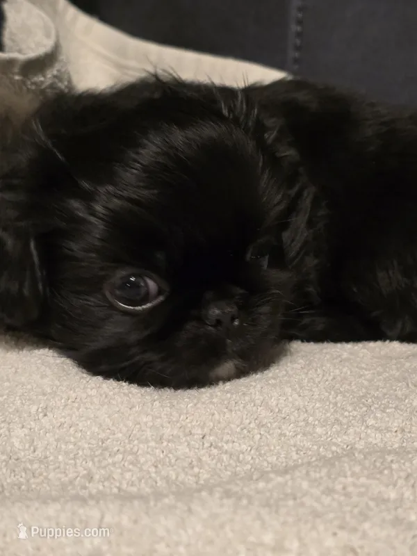 Midnight – Pekingese puppy for sale in Harper, KS