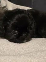 Midnight, a male Pekingese for sale in Harper, KS – 1 of 3