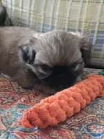Little man, a male Pekingese for sale in Harper, KS – Photo 1 of 4