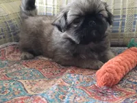 Little man, a male Pekingese for sale in Harper, KS – Photo 4 of 4