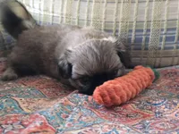 Little man, a male Pekingese for sale in Harper, KS – Photo 3 of 4
