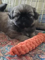 Little man, a male Pekingese for sale in Harper, KS – Photo 2 of 4