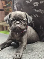Sparkle, a female Pug for sale in Harper, KS – 2 of 2