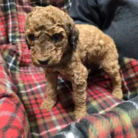 Navy, a male Poodle - Standard  for sale in Harper, KS – Photo 1 of 3