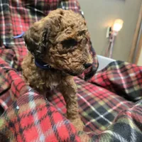 Navy, a male Poodle - Standard  for sale in Harper, KS – Photo 2 of 3