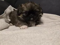 Snazzy, a male Pekingese for sale in Harper, KS – 3 of 4