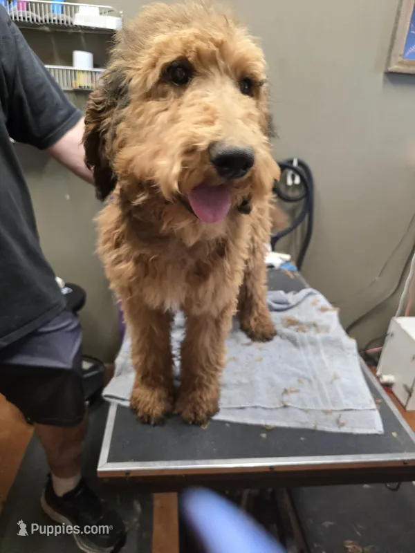 Busy – Poodle - Standard  puppy for sale in Harper, KS