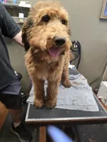 Busy, a male Poodle - Standard  for sale in Harper, KS – 1 of 2
