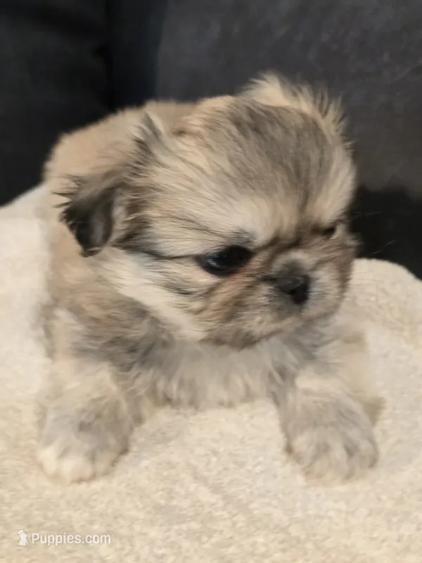 Trouble – Pekingese puppy for sale in Harper, KS
