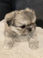 Trouble, a male Pekingese for sale in Harper, KS – 1 of 3