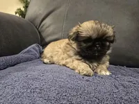 Izzy, a female Pekingese for sale in Harper, KS – 5 of 5