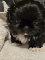 Midnight, a male Pekingese for sale in Harper, KS – 2 of 3