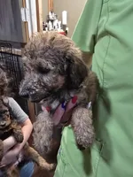 Lacey, a female Poodle - Standard  for sale in Harper, KS – 2 of 2