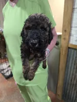 Pistol, a male Poodle - Standard  for sale in Harper, KS – 2 of 2