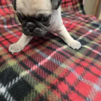 Tiny, a female Pug for sale in Harper, KS – Photo 1 of 3