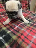 Tiny, a female Pug for sale in Harper, KS – Photo 1 of 3