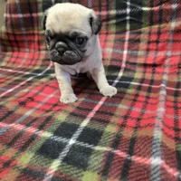 Tiny, a female Pug for sale in Harper, KS – Photo 3 of 3