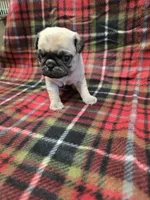 Tiny, a female Pug for sale in Harper, KS – Photo 3 of 3