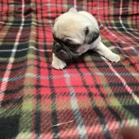 Tiny, a female Pug for sale in Harper, KS – Photo 2 of 3