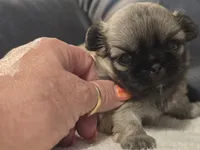 Izzy, a female Pekingese for sale in Harper, KS – 3 of 5