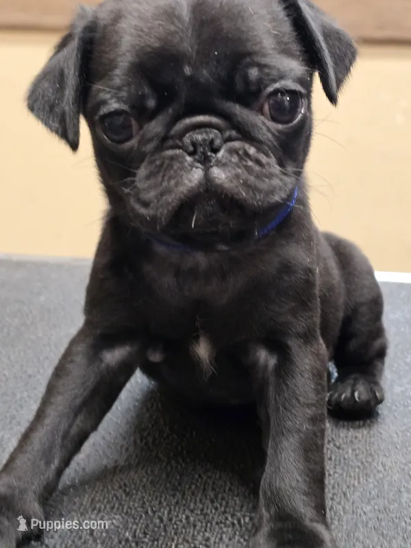 Blue – Pug puppy for sale in Harper, KS