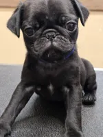 Blue, a male Pug for sale in Harper, KS – 1 of 2